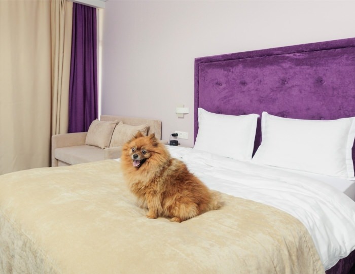 Junior Beta Junior with balcony (Dog friendly) - Отель Fioleto / Фиолето