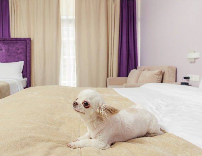 Superior Beta Superior with balcony ( Dog friendly) - Отель Fioleto / Фиолето